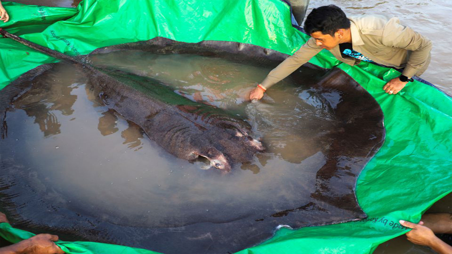 mekong-villagers-land-heaviest-ever-freshwater-fish